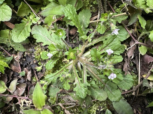 Mazus goodeniifolius iNat (2)