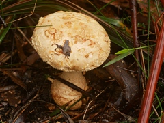 Amanita ochrophylla