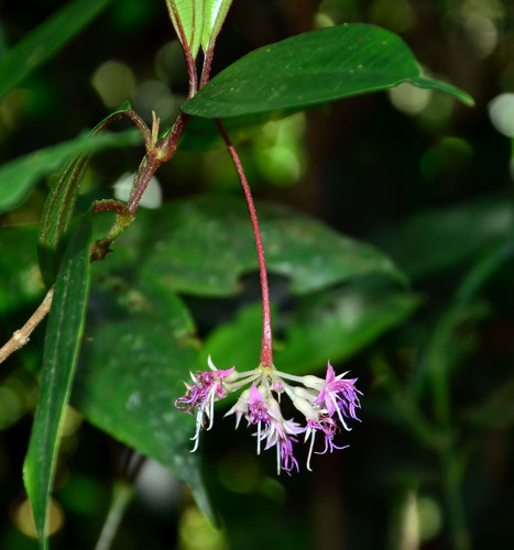 Anerincleistus observed 2018-08-11