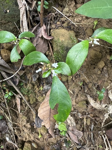 Ophiorrhiza pumila iNat (1)