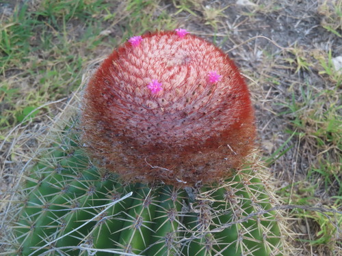 Image of Turk's Cap Cactus (Melocactus intortus) by (c) John Hepburn, some rights reserved (CC BY)