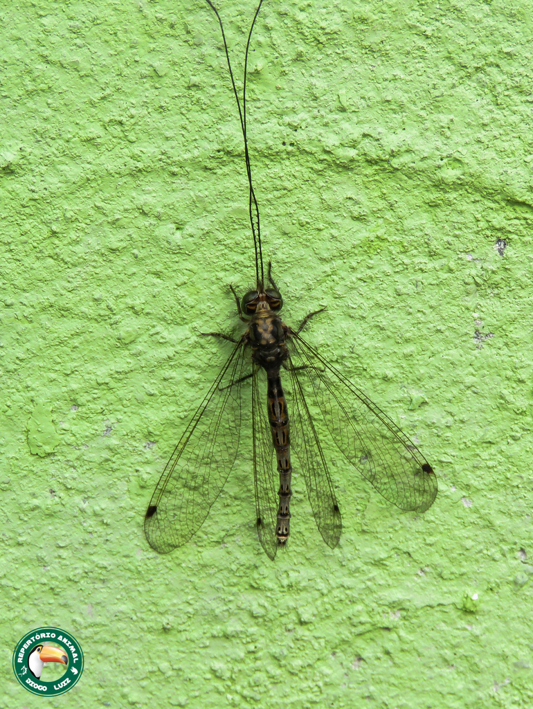 Ascalorphne macrocerca