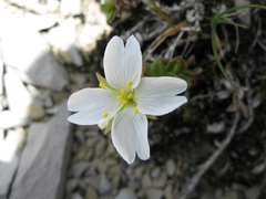 Epilobium vernicosum