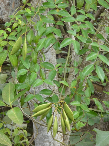 Caesalpinia crista iNat (1)