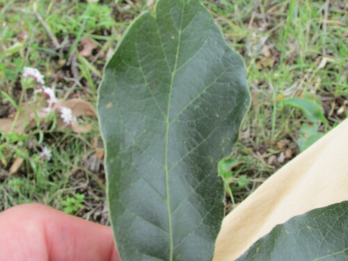 Image of Quercus castanea by (c) Carlos Martorell, some rights reserved (CC BY)