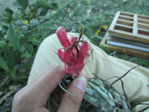 Tillandsia macdougallii, photograph 4