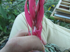 Tillandsia macdougallii, photograph (c) Carlos Martorell, some rights reserved (CC BY)