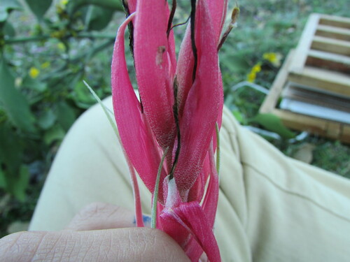 Tillandsia macdougallii, photograph 5