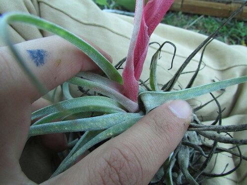 Tillandsia macdougallii, photograph 3