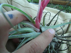 (c) Carlos Martorell, some rights reserved (CC BY) Tillandsia macdougallii, photograph (c) Carlos Martorell, some rights reserved (CC BY)
