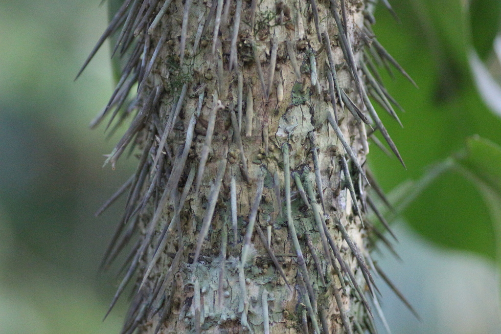 Cryosophila stauracantha; photograph author not stated, no rights reserved