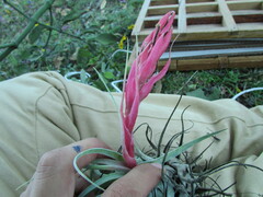 (c) Carlos Martorell, some rights reserved (CC BY) Tillandsia macdougallii, photograph (c) Carlos Martorell, some rights reserved (CC BY)