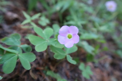 Oxalis violacea