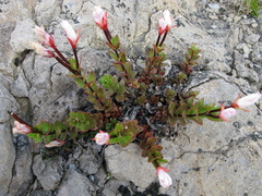 Epilobium vernicosum