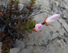 Epilobium vernicosum