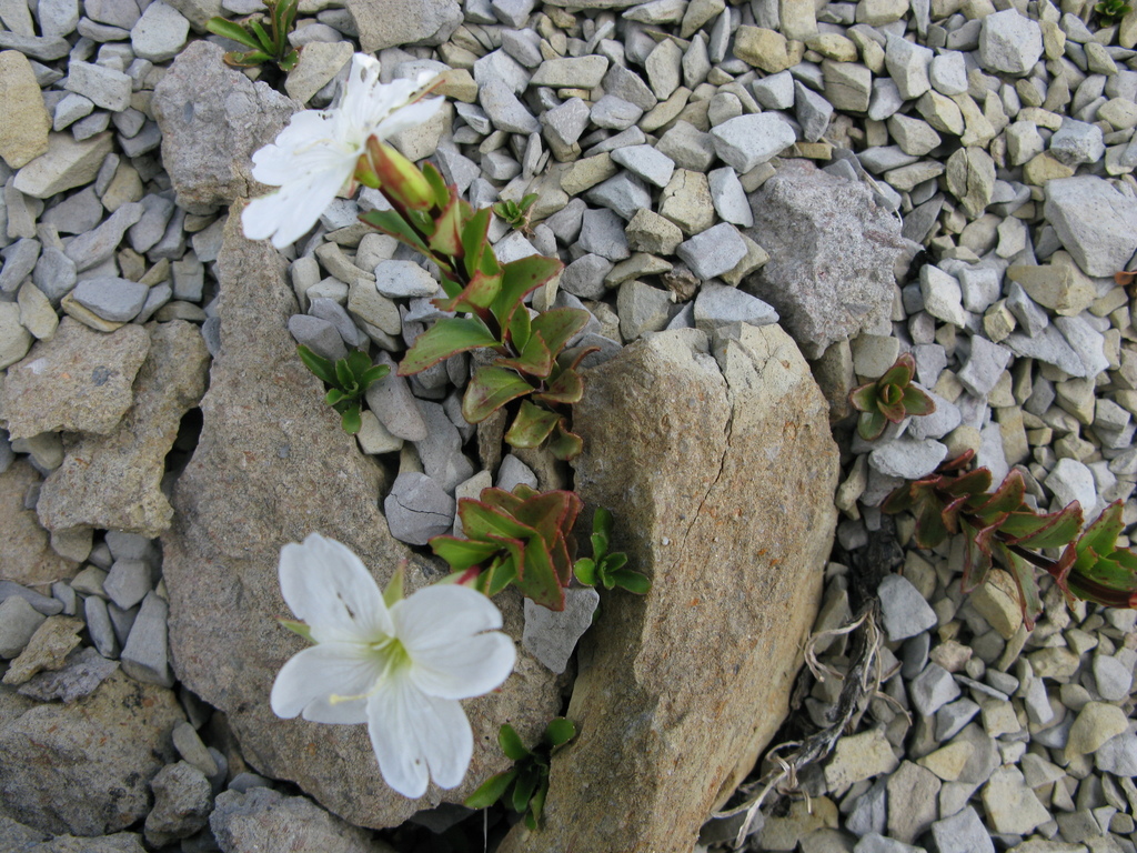 Epilobium vernicosum