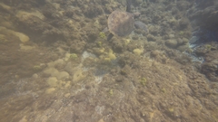 Loggerhead Turtle