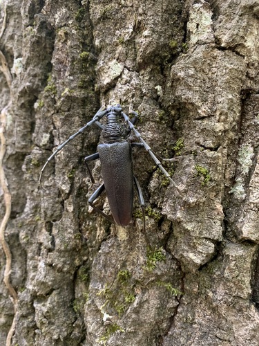 Großer Eichenbock