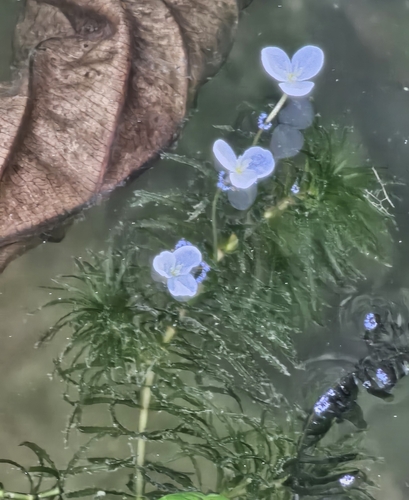 Elodea najas observed 2025-01-01