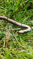 Clonophis kirtlandii