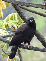 Black Hawk-Eagle photo 2