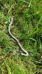 Clonophis kirtlandii