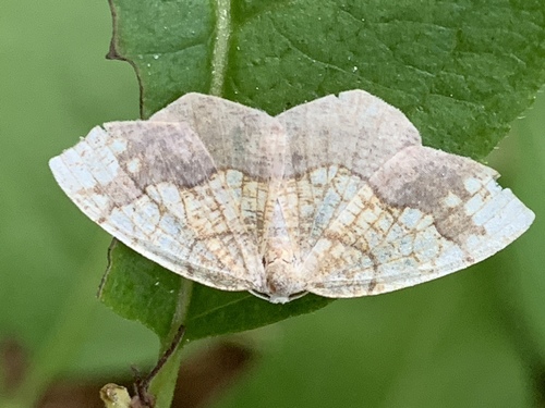 Horned Spanworm Moth