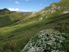 Veronica topiaria