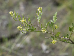 Rorippa curvisiliqua