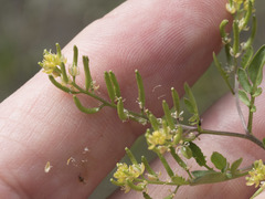 Rorippa curvisiliqua