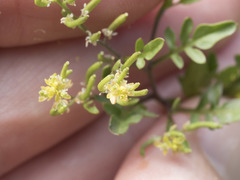 Rorippa curvisiliqua