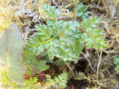 Coptis aspleniifolia