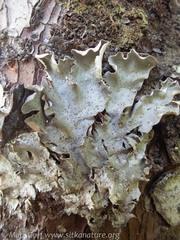 Peltigera britannica