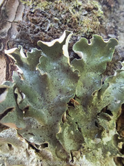 Peltigera britannica