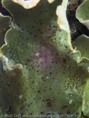 Peltigera britannica