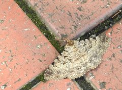 Polydesma boarmoides