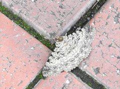 Polydesma boarmoides