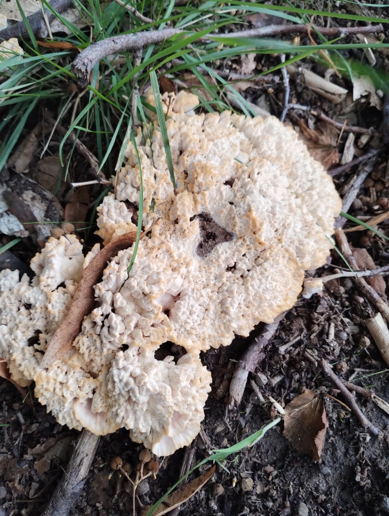 Abortiporus biennis · March 2025 · photo: © nicoolejnik (iNaturalist, cc-by)