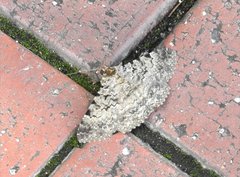 Polydesma boarmoides