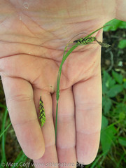Carex macrochaeta