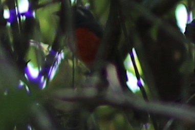 Grey-throated Chat (Granatellus sallaei), photo 4