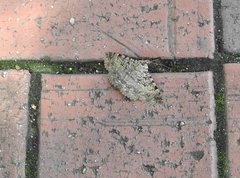 Polydesma boarmoides