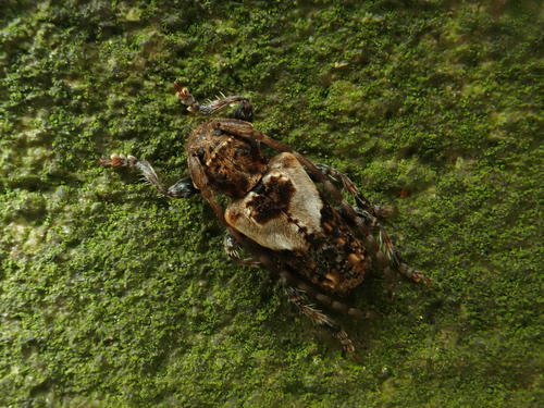 lesser thorn-tipped longhorn beetle