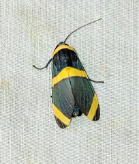 Viviennea ardesiaca