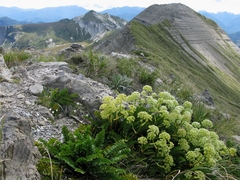 Anisotome pilifera