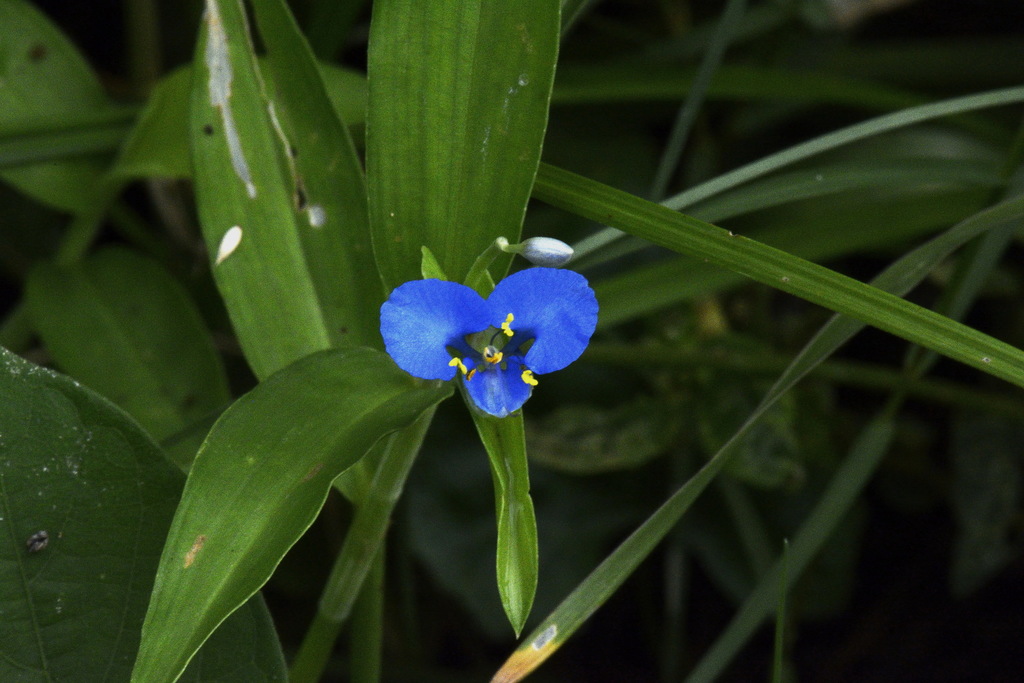 Commelina clavata (Commelina clavata)