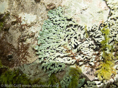 Menegazzia subsimilis