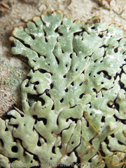 Menegazzia subsimilis