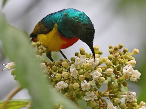 iNaturalist image