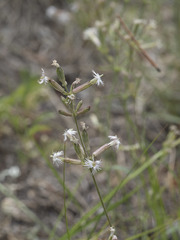 Silene bernardina